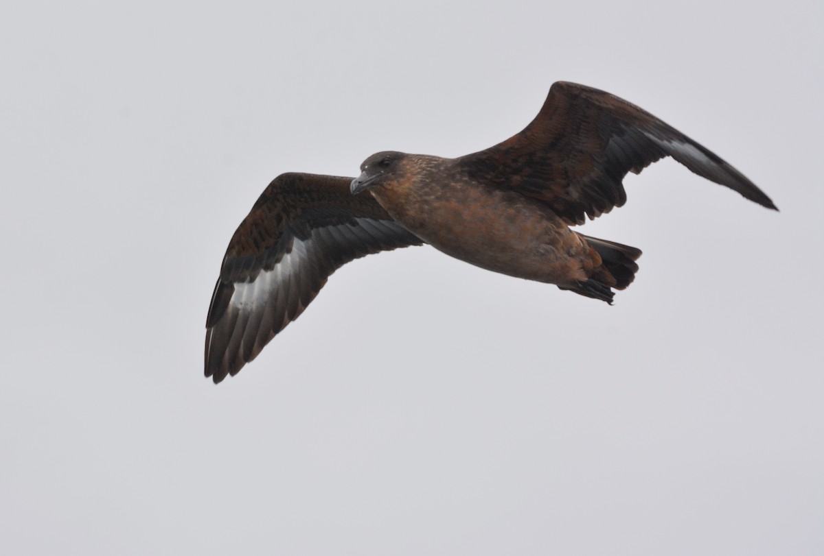 Chilean Skua - ML645852818