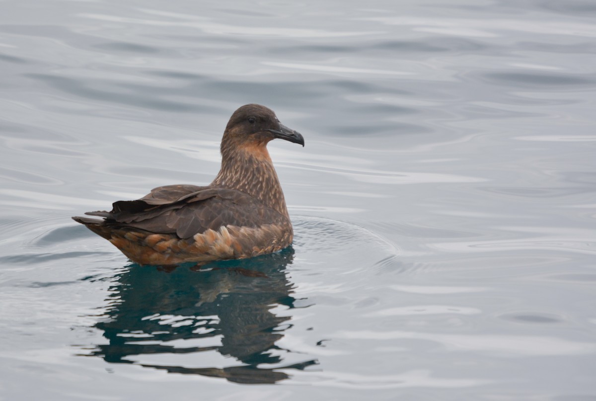 Chilean Skua - ML645852819