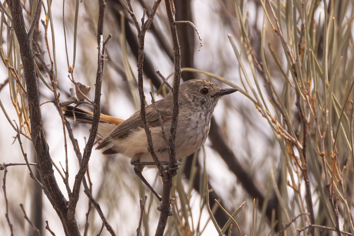Inland Thornbill - ML645852822