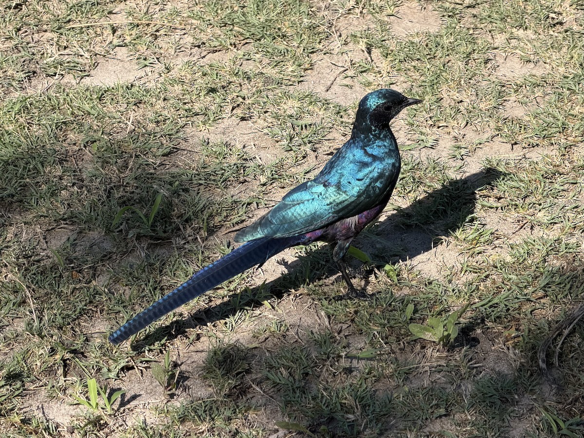 Meves's Starling - ML645852823