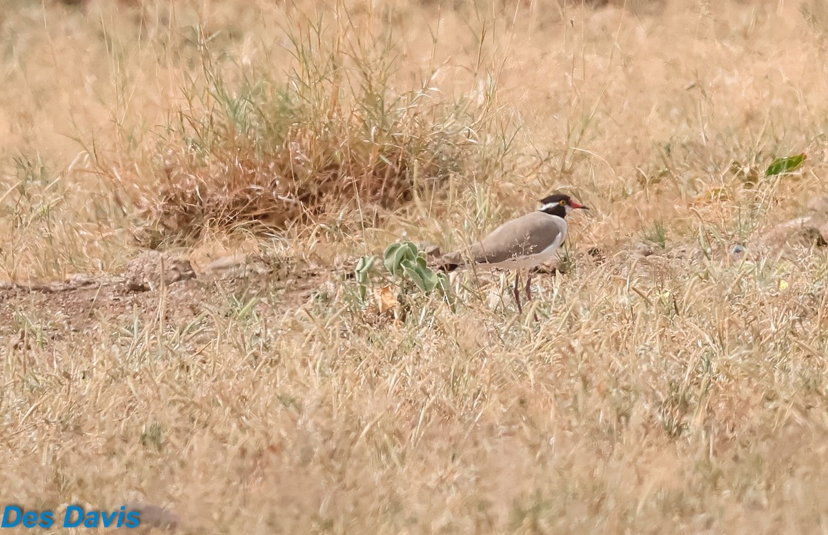 קיווית שחורת-ראש - ML645852828