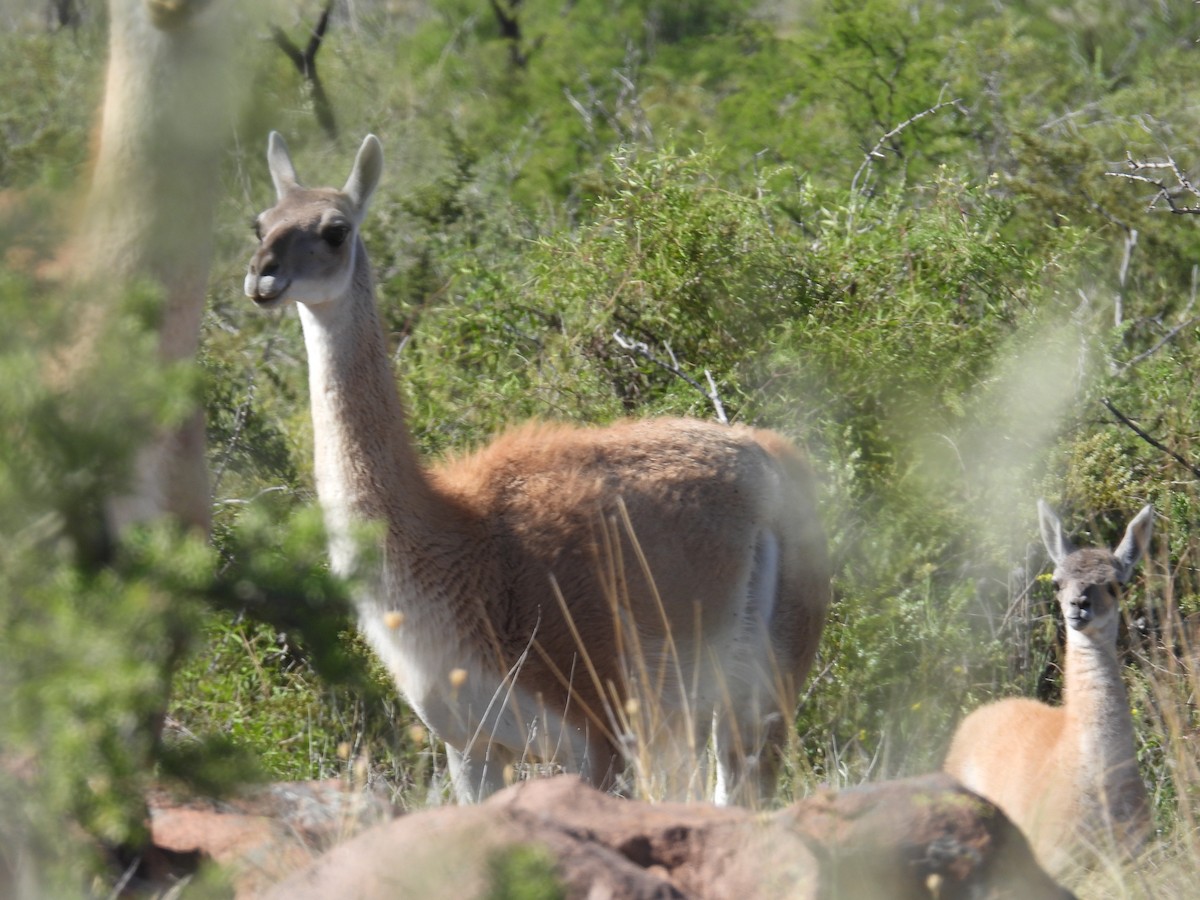 Animals - ML645852835