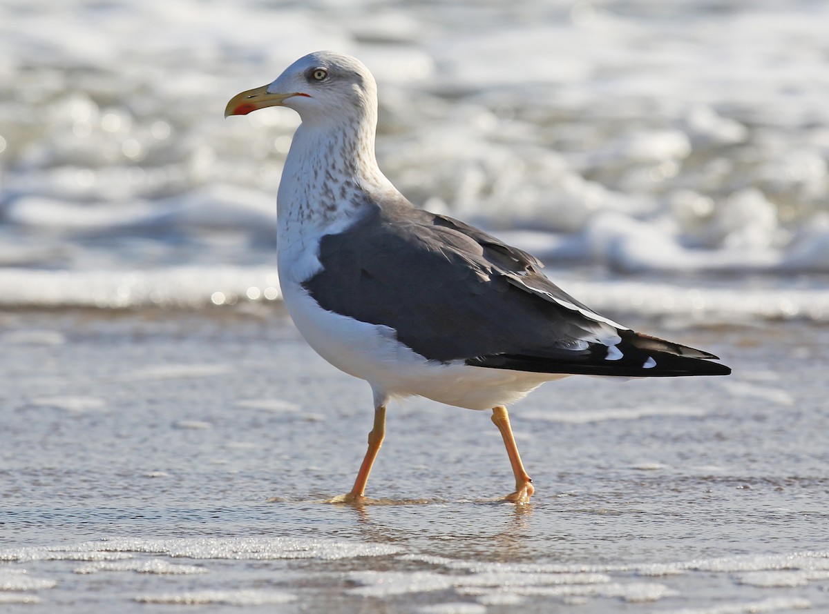 Zafferano - ML645852836