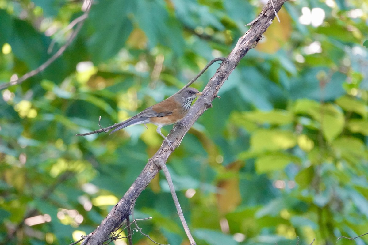 Rufous-backed Robin - ML645852844