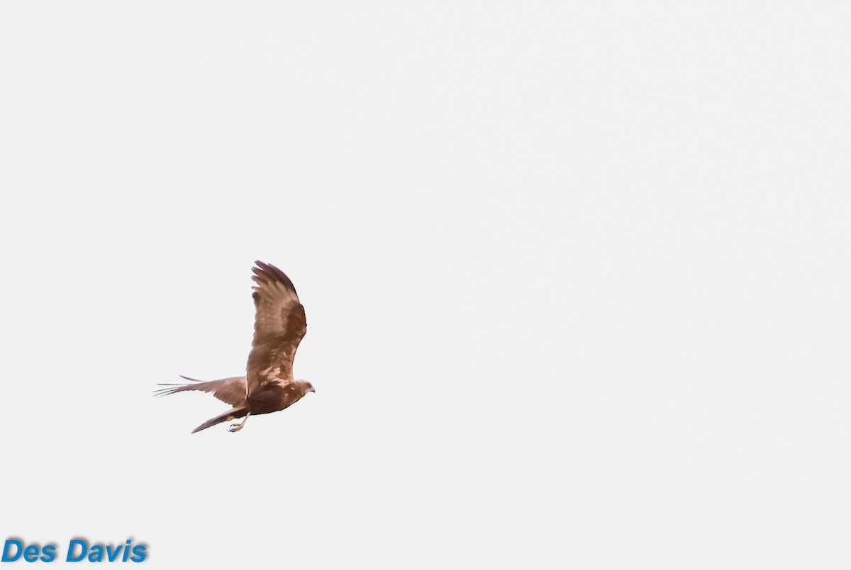 זרון סוף - ML645852852