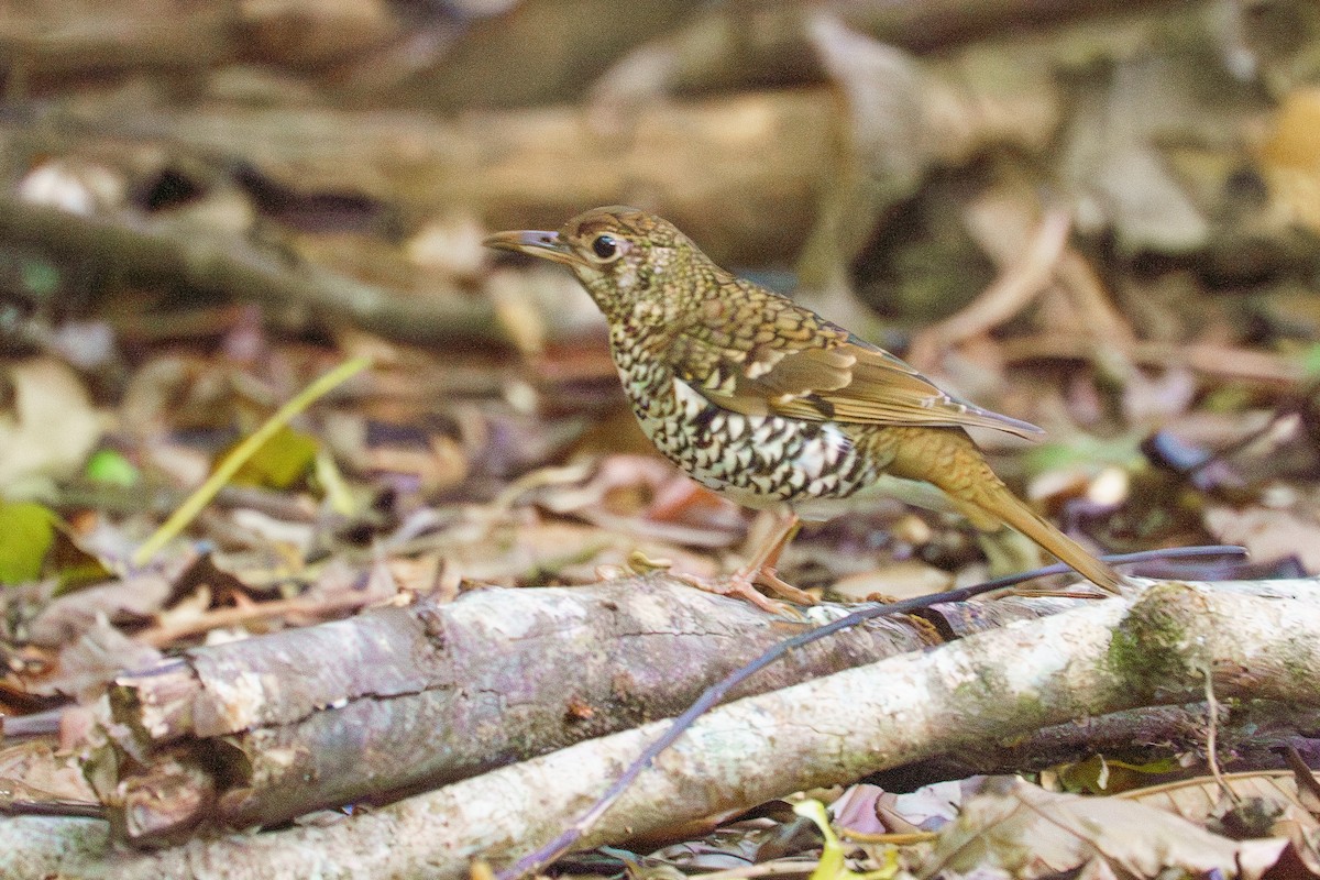 Russet-tailed Thrush - ML645852854