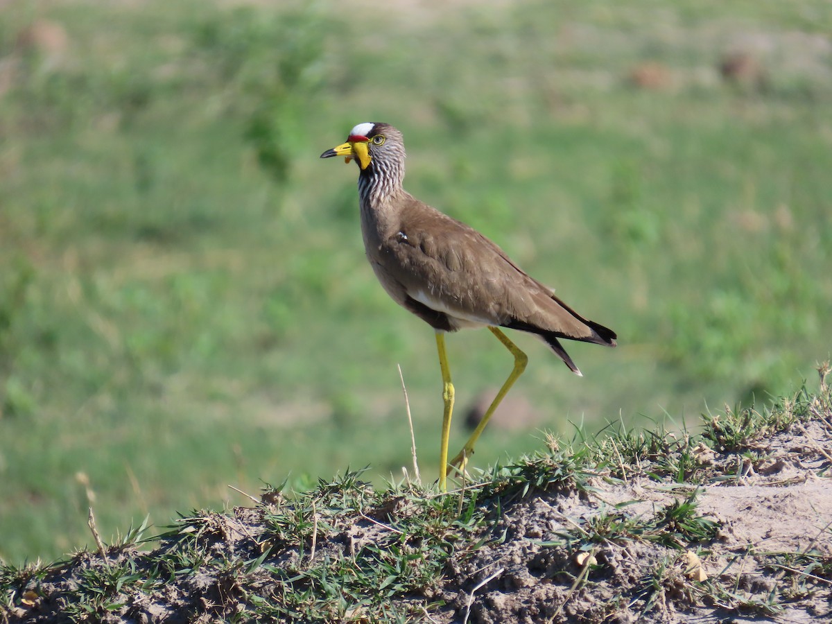 Wattled Lapwing - ML645852855