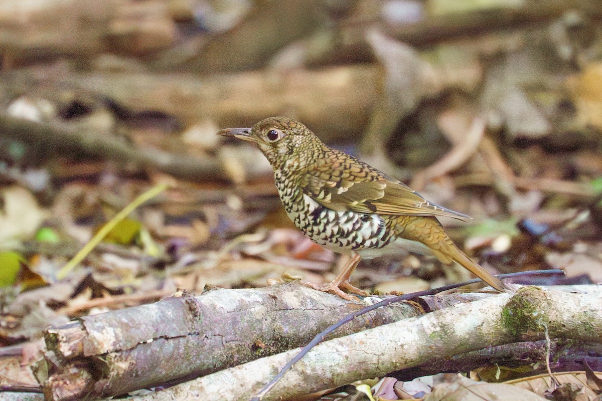 Russet-tailed Thrush - ML645852857