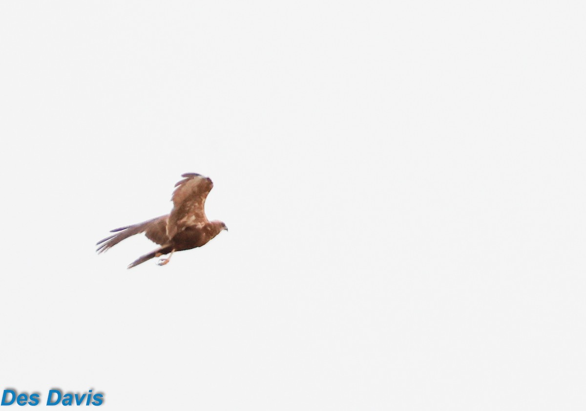 זרון סוף - ML645852858