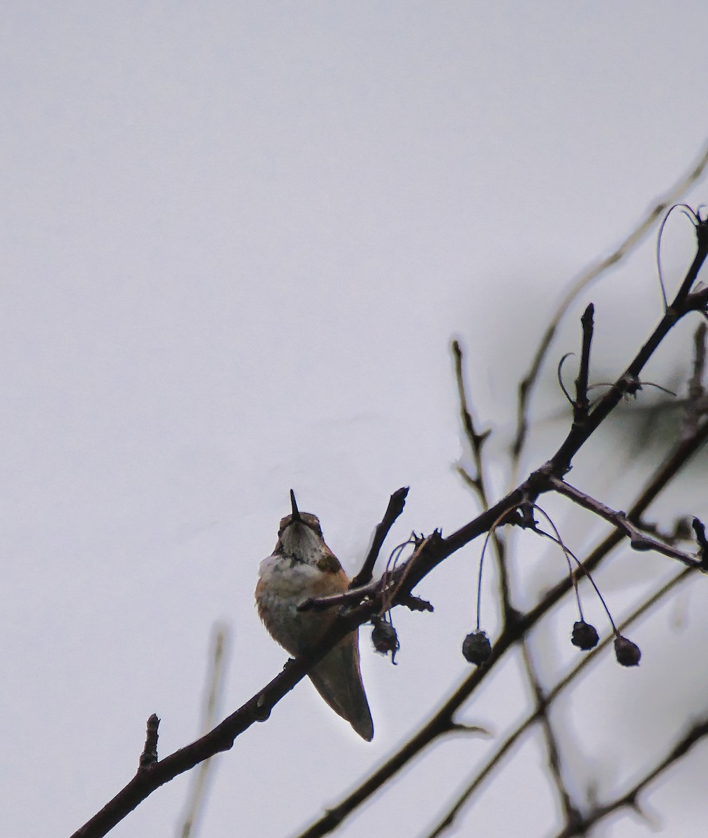 Rufous Hummingbird - ML645852865