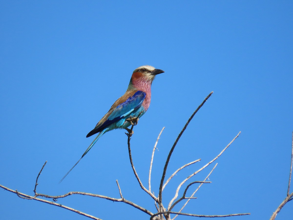 Lilac-breasted Roller - ML645852866