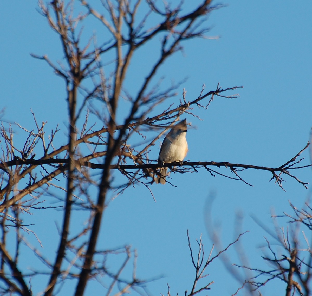 Black-crested Titmouse - ML645852869