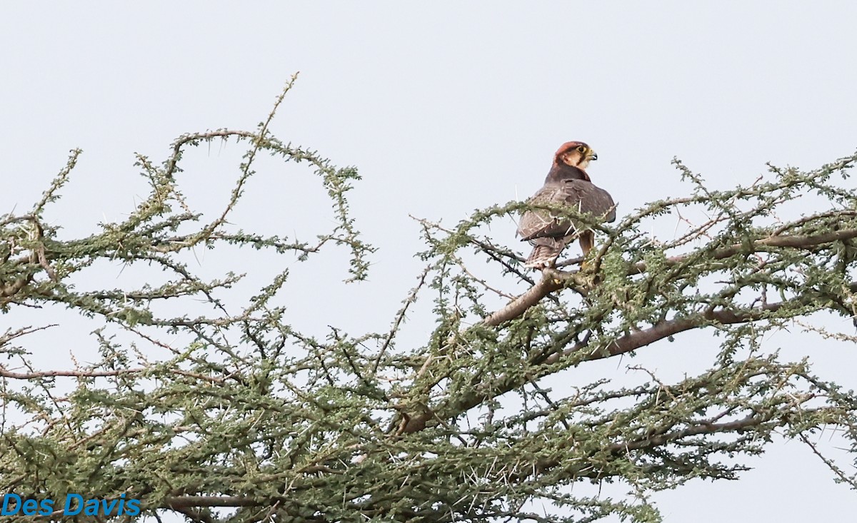 בז צוקים - ML645852876
