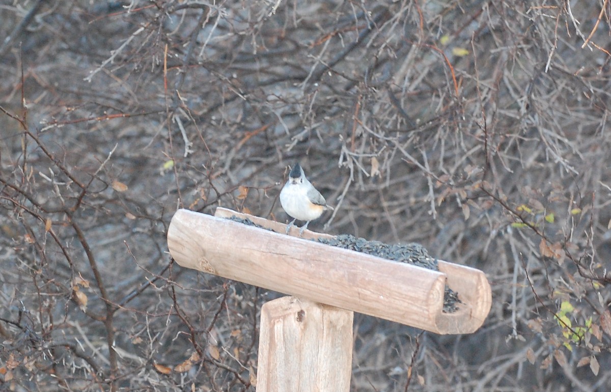 Black-crested Titmouse - ML645852877