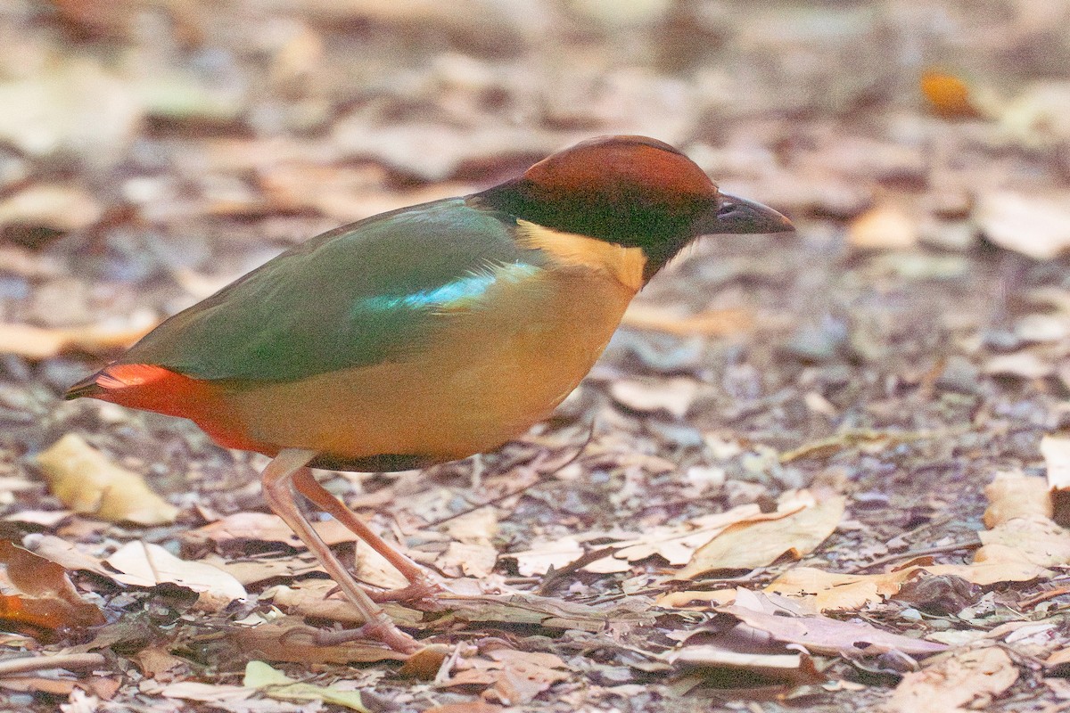 Noisy Pitta - ML645852880