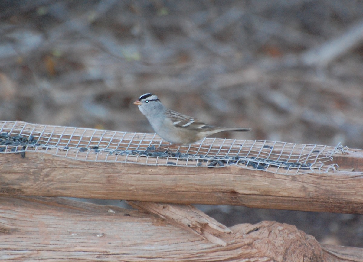 White-crowned Sparrow - ML645852890