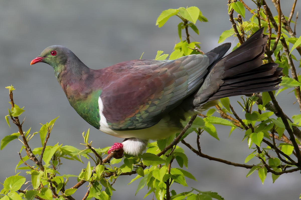 New Zealand Pigeon - ML645852895