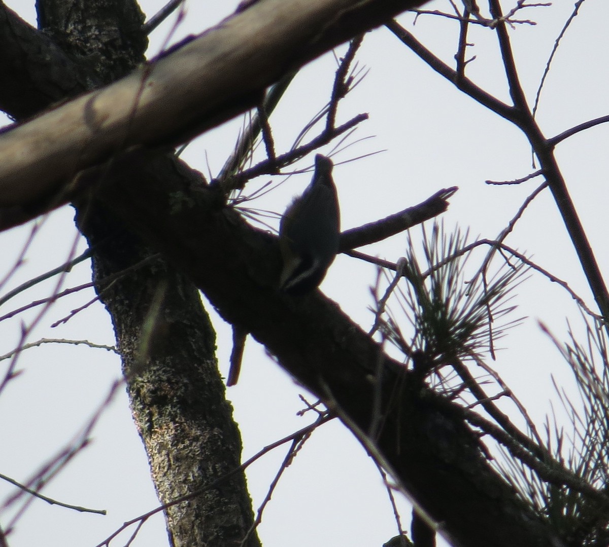 סיטה קנדית - ML645852896