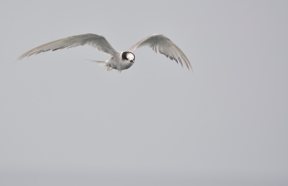 שחפית קוטב - ML645852897