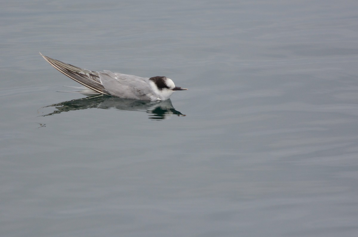 שחפית קוטב - ML645852898