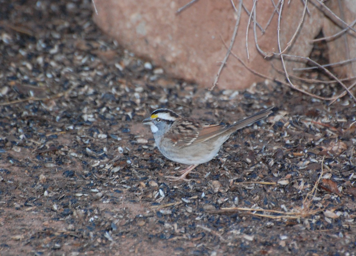גיבתונית לבנת-גרון - ML645852899