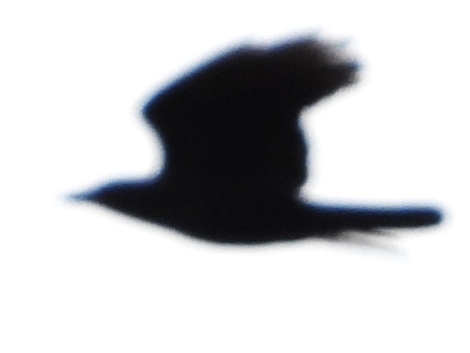 American Crow - ML645852900