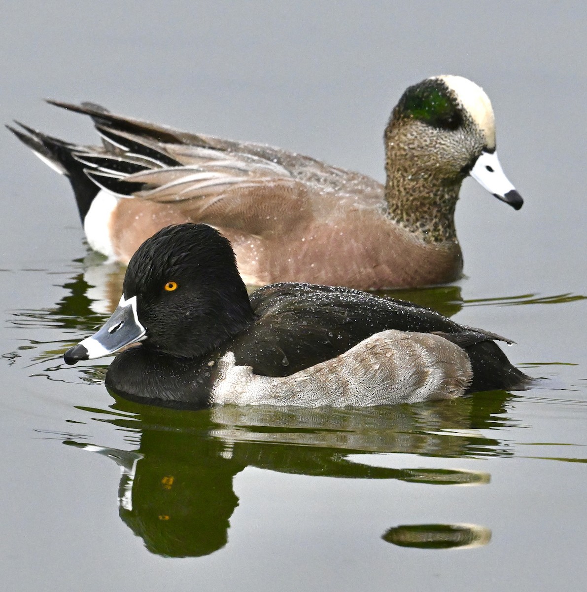 ברווז אמריקני - ML645852901