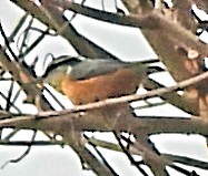 סיטה קנדית - ML645852902