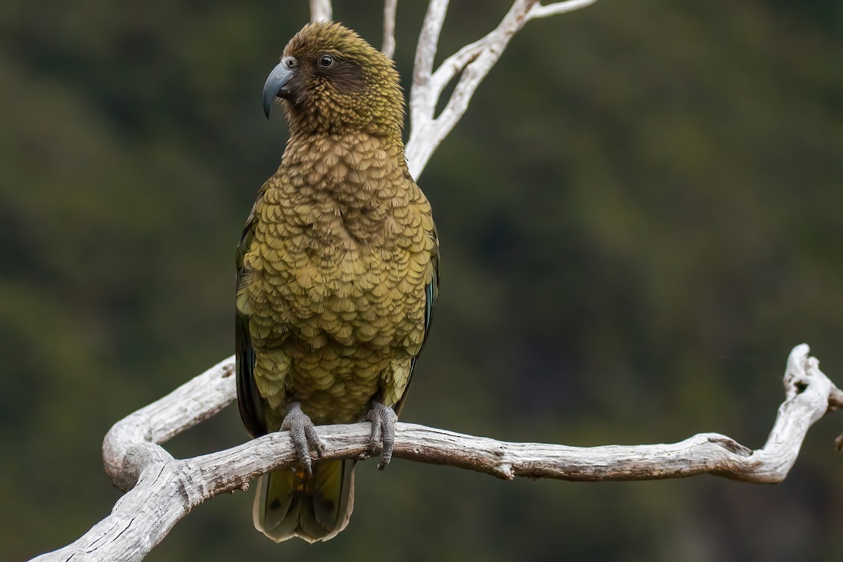 Kea - ML645852903