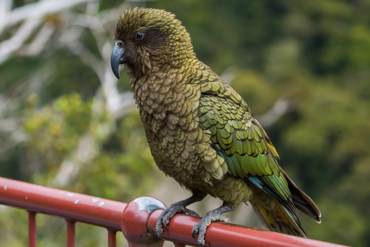 Kea - ML645852904
