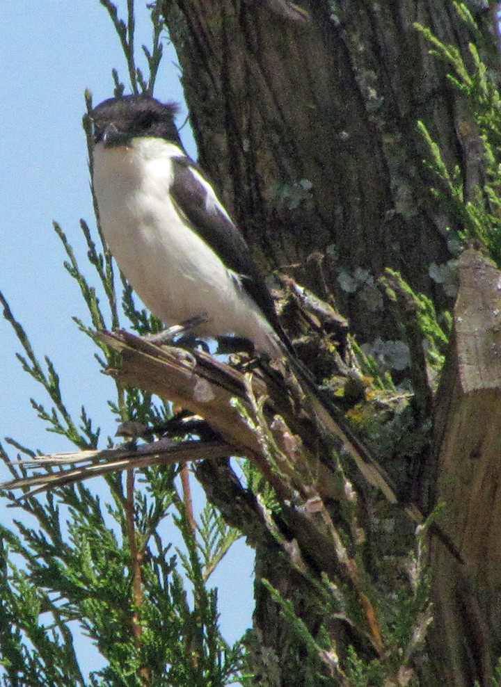 Northern Fiscal - ML645852905