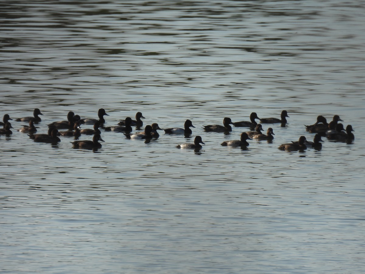 צולל בינוני - ML645852906