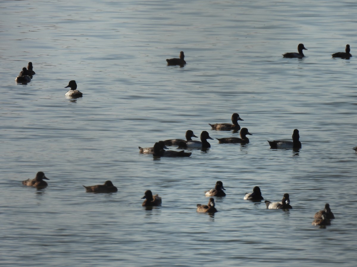 צולל בינוני - ML645852907