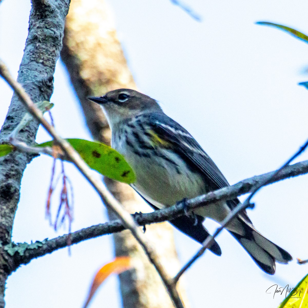 סבכון הכתר - ML645852908