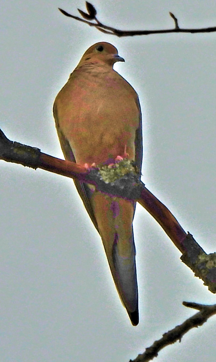 תורית אמריקנית - ML645852909