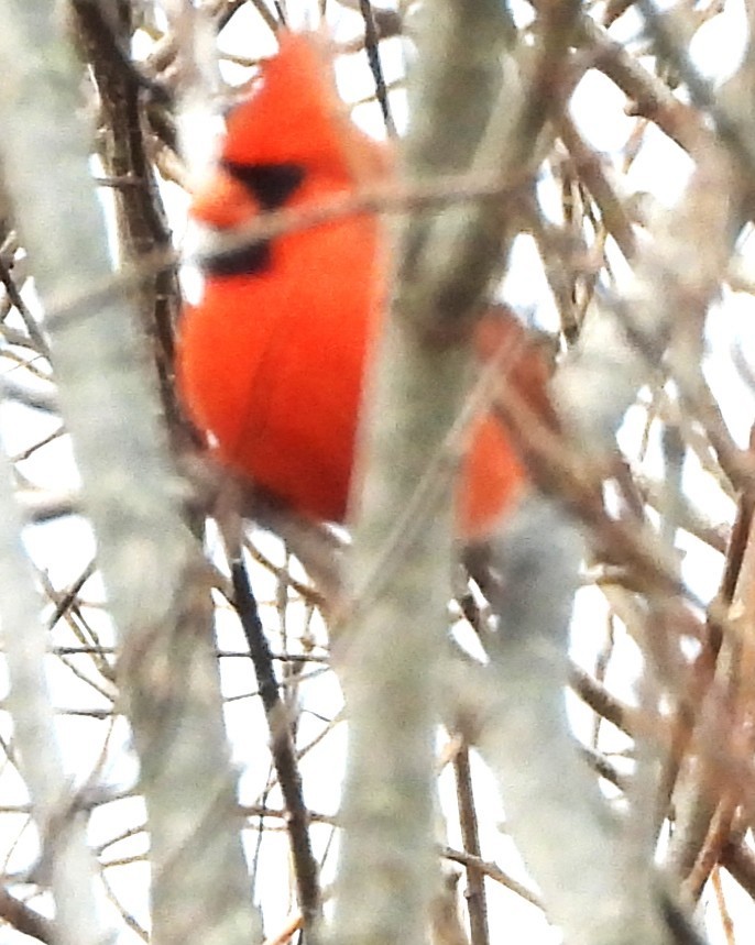 קרדינל צפוני - ML645852910