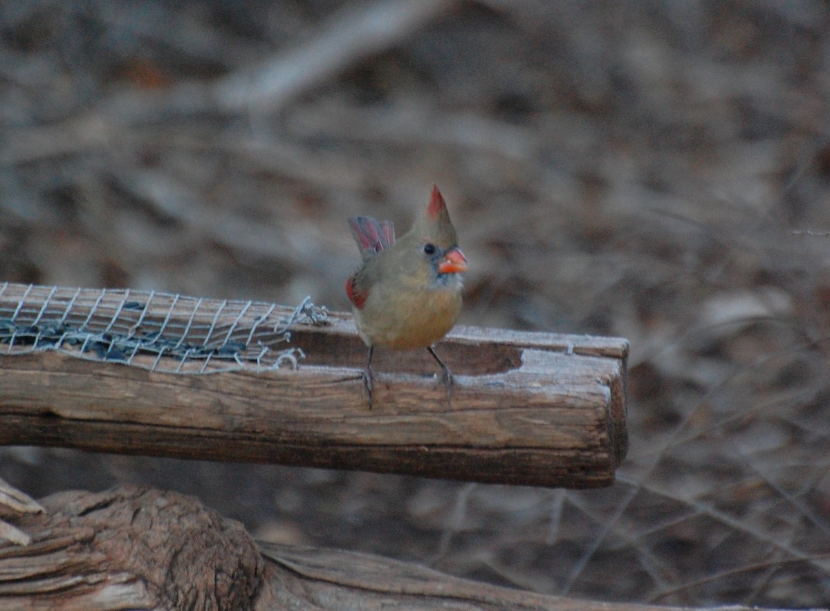 קרדינל צפוני - ML645852911