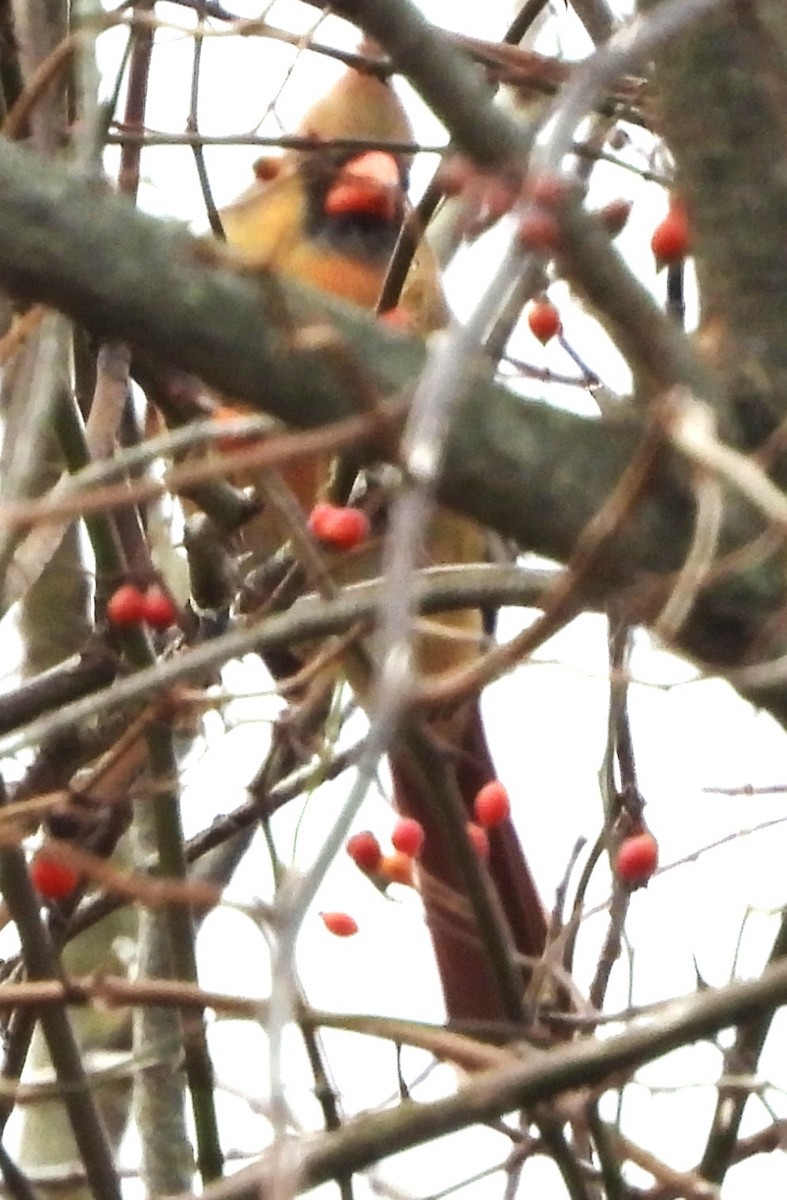 קרדינל צפוני - ML645852917