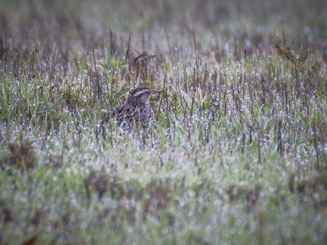 Western Meadowlark - ML645852918