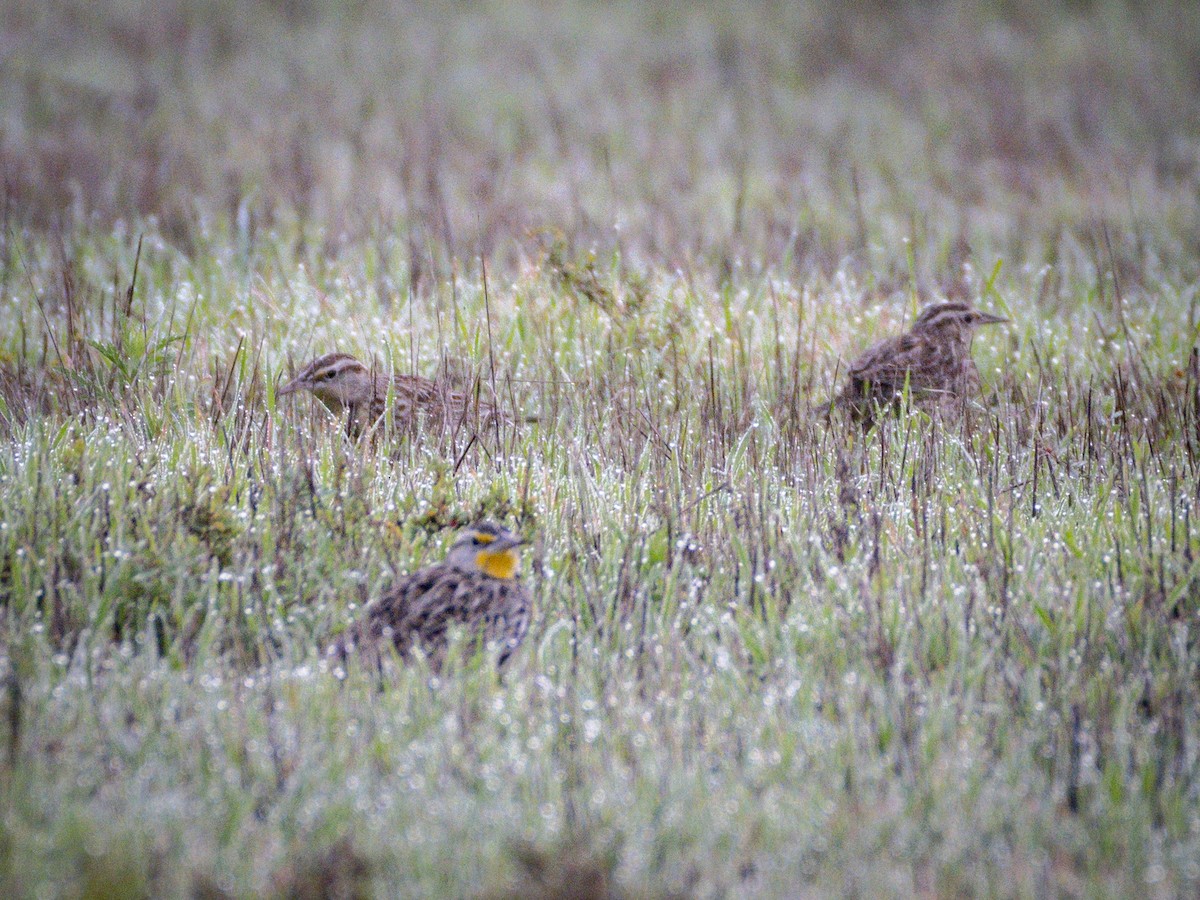 Western Meadowlark - ML645852919