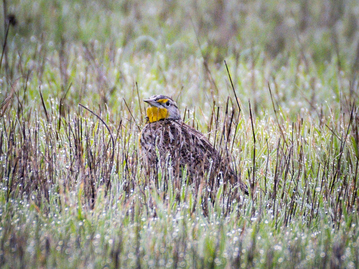 Western Meadowlark - ML645852920