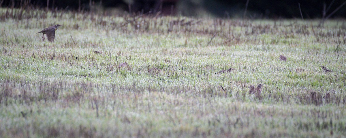 Western Meadowlark - ML645852921