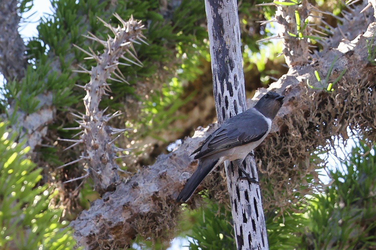 Madagascar Cuckooshrike - ML645852922