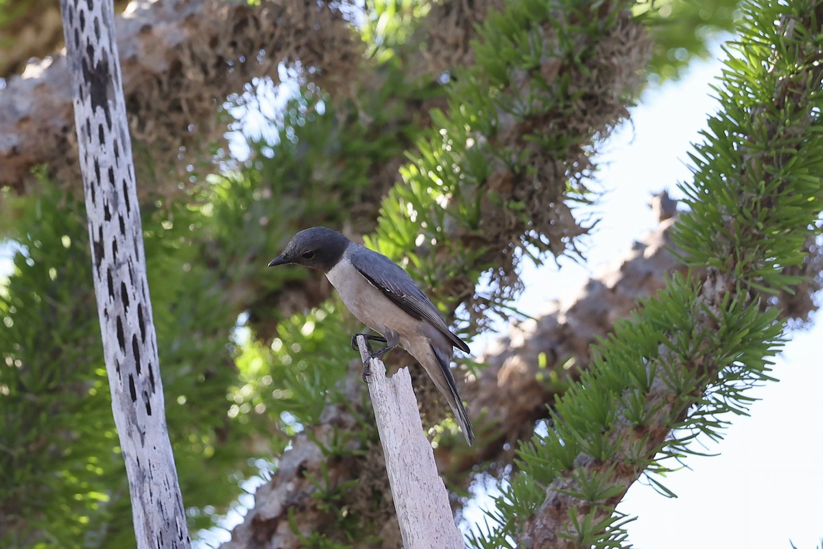 Madagascar Cuckooshrike - ML645852923