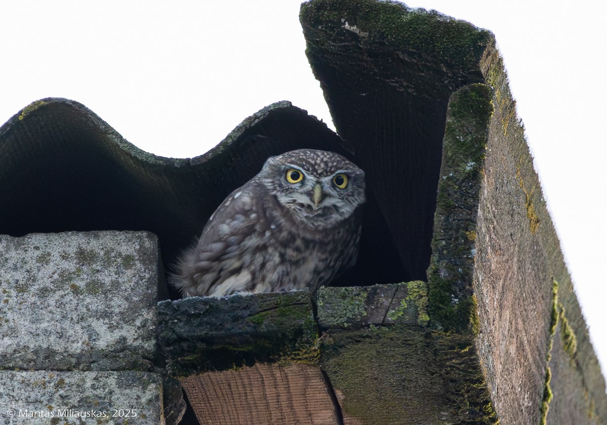 Little Owl - ML645852924