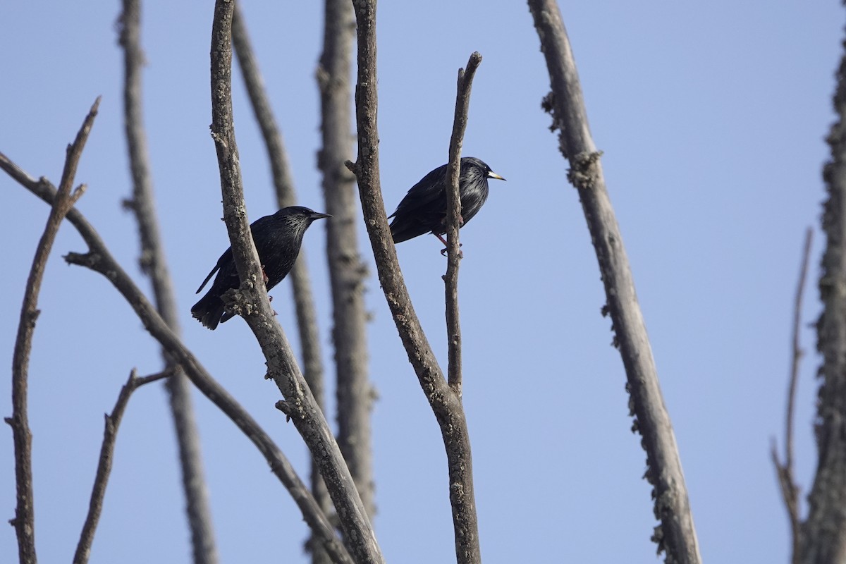 זרזיר שחור - ML645852925