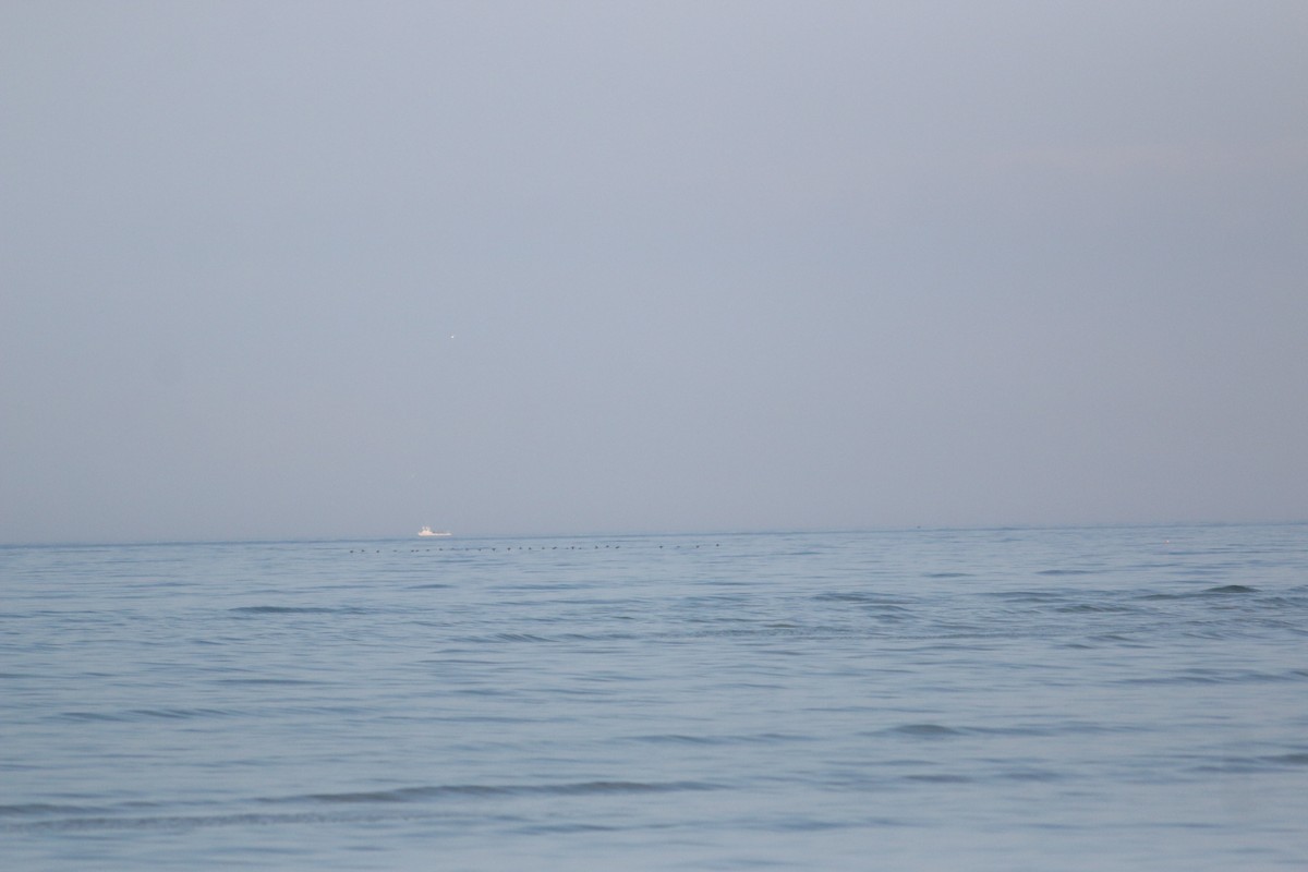 Black Scoter - ML645852926