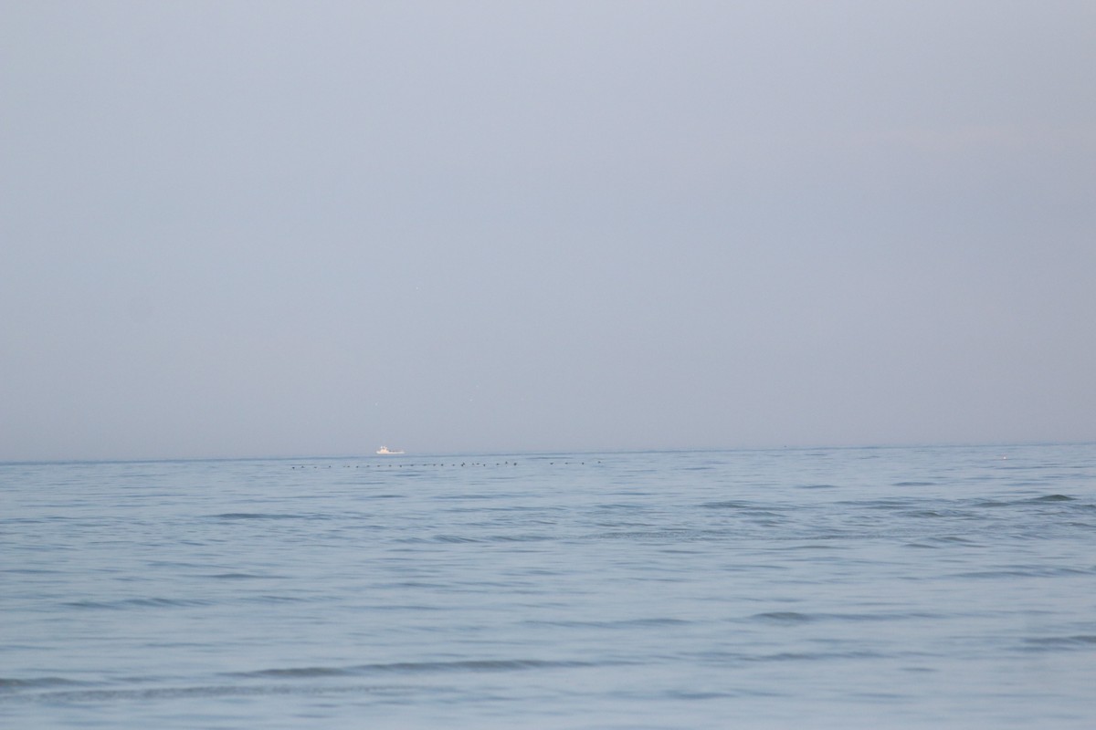 Black Scoter - ML645852927