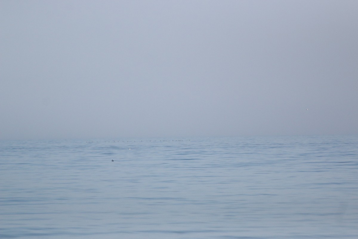 Black Scoter - ML645852928