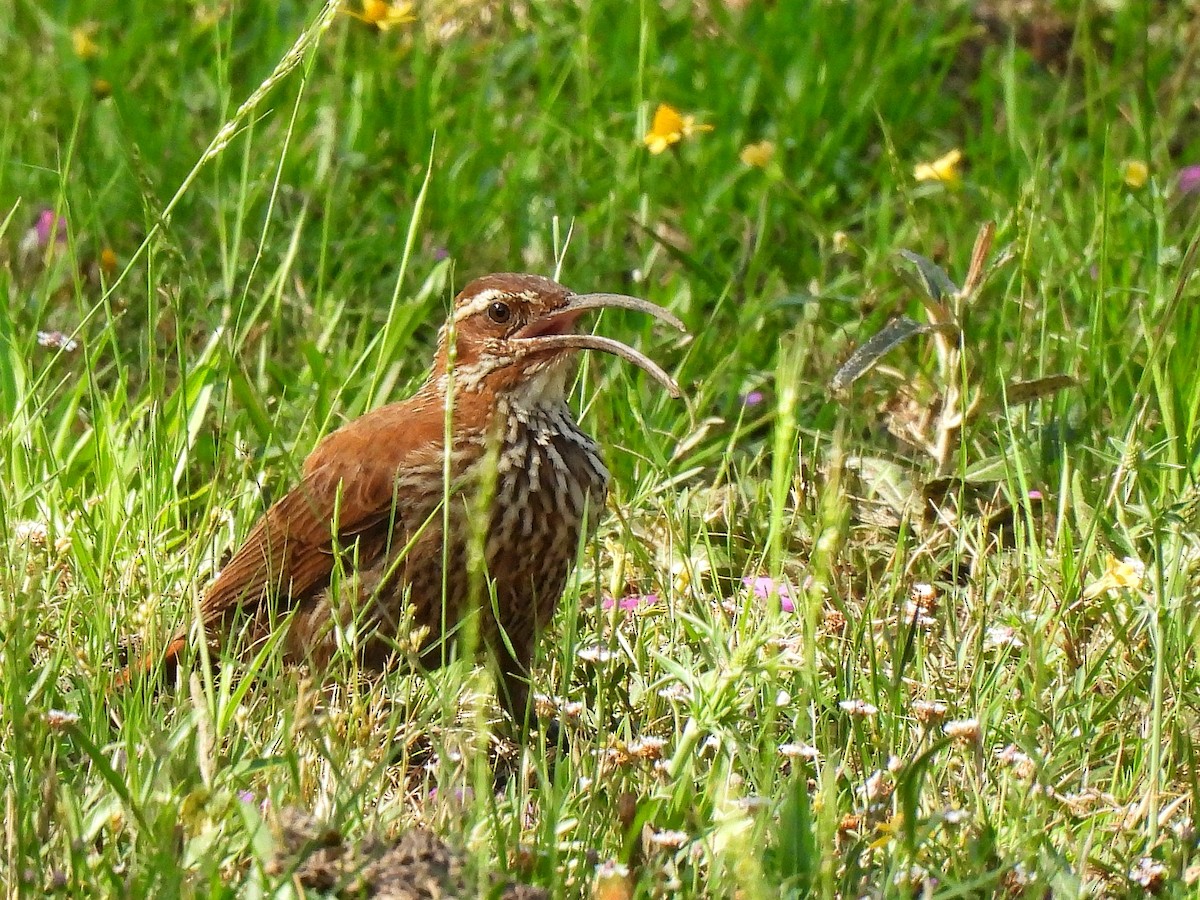 Scimitar-billed Woodcreeper - ML645852929